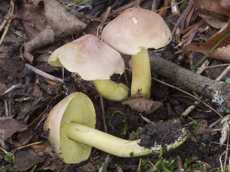 Tricholoma sulphureum